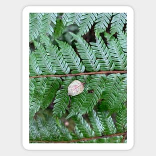 Tree fern Sticker